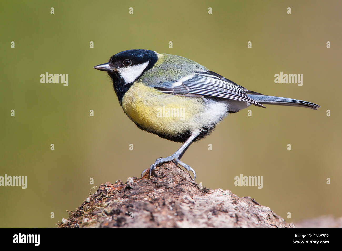 GREAT TIT STANDING ON A LOG Stock Photo