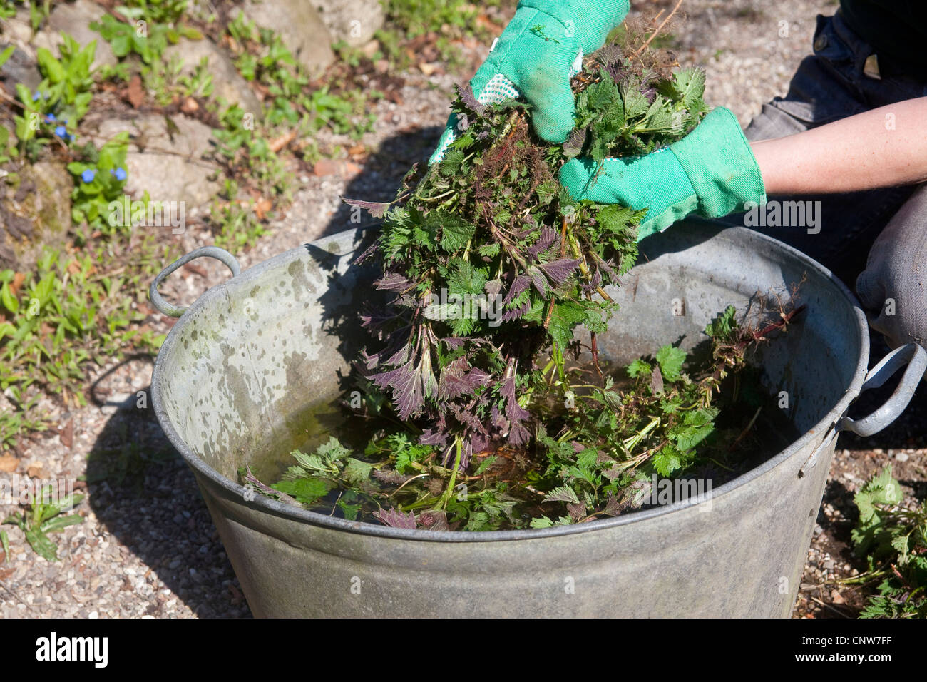 stinging nettle (Urtica dioica), woman producing nettle slurry from fresh nettles for ecological pest control and fertilizer, Germany Stock Photo