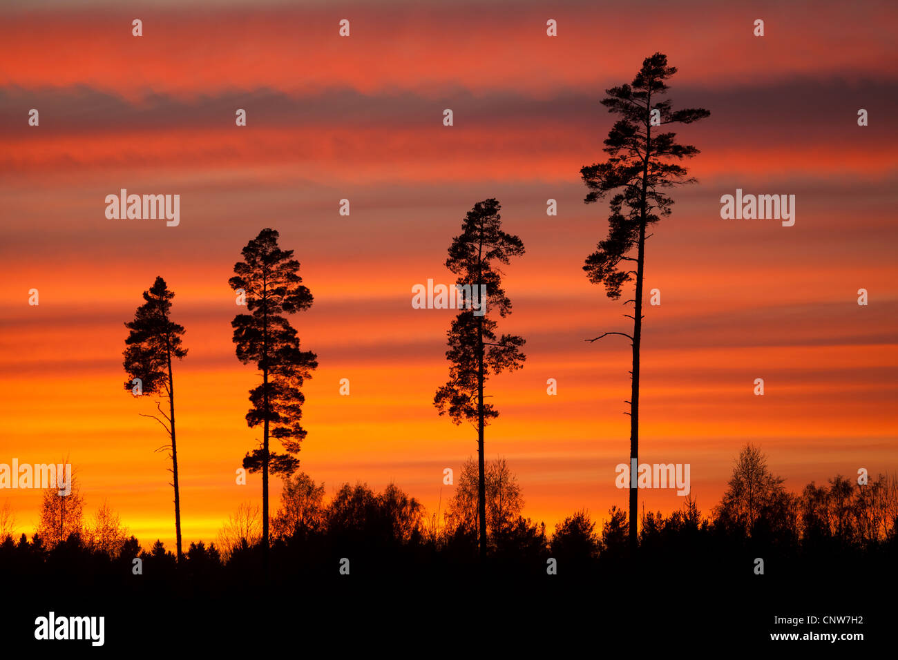 Tall pine trees and colorful skies at dusk in Råde kommune, Østfold fylke, Norway. Stock Photo