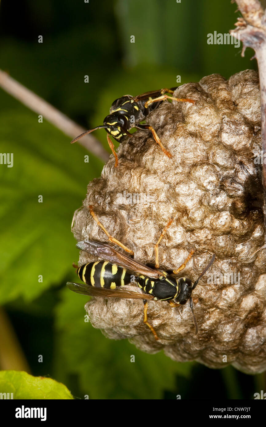 polistine wasp (Polistes nimpha), at their nest, Germany Stock Photo