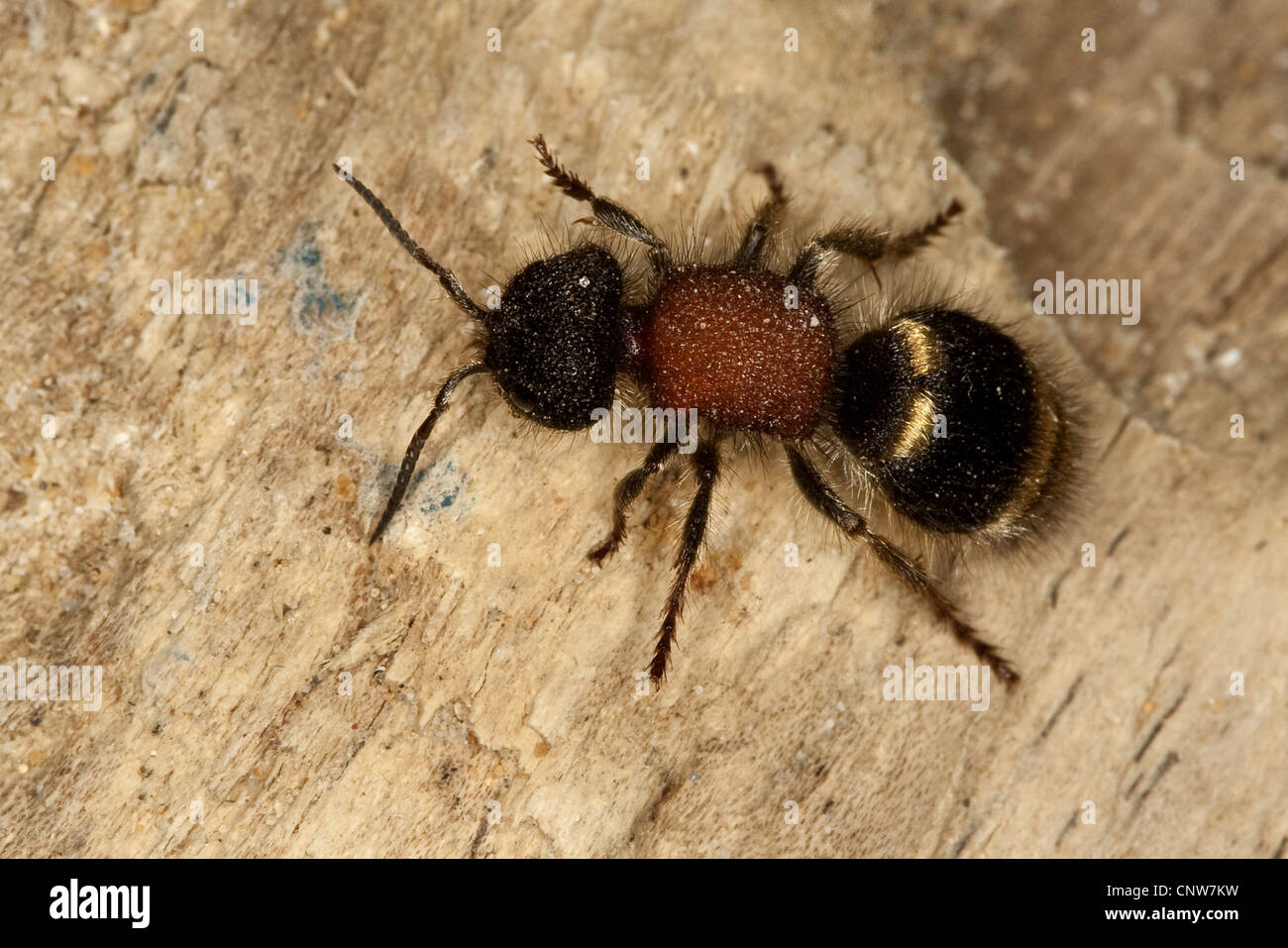 European velvet-ant (Mutilla europaea), from above, Germany Stock Photo