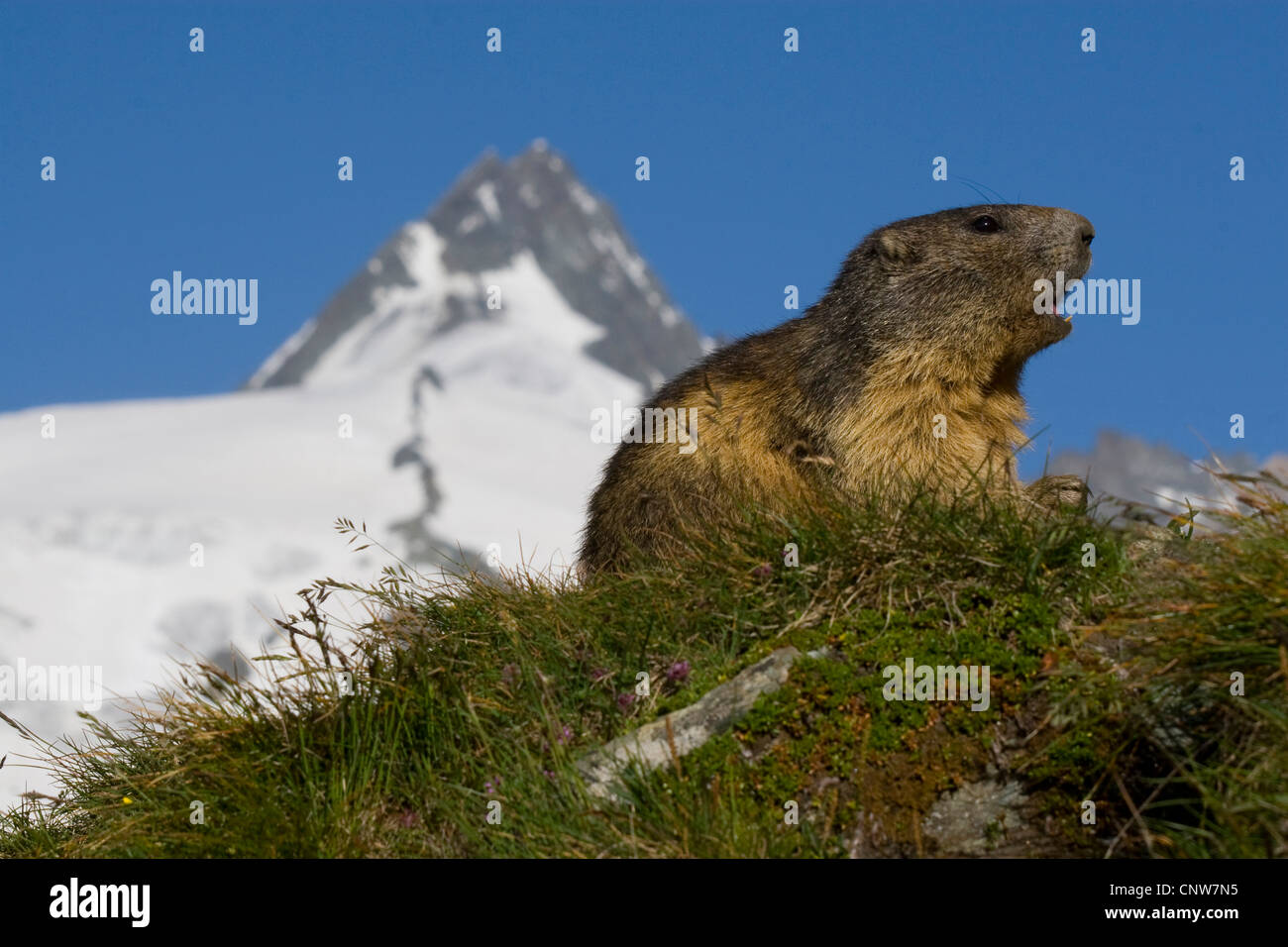 alpine marmot (Marmota marmota), individual in front of snow covered mountain tops, Austria, Hohe Tauern National Park, Grossglockner Stock Photo