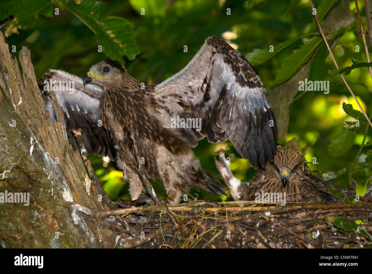 black kite, yellow-billed kite (Milvus migrans), squeeker in the nest with wings outstreched, Switzerland, Sankt Gallen, Rheineck Stock Photo