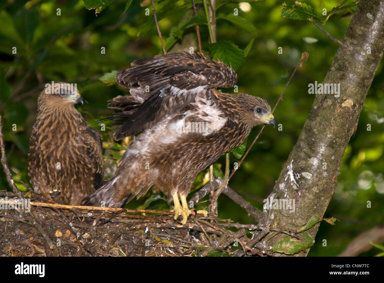 black kite, yellow-billed kite (Milvus migrans), squeeker in the nest with wings outstreched, Switzerland, Sankt Gallen, Rheineck Stock Photo