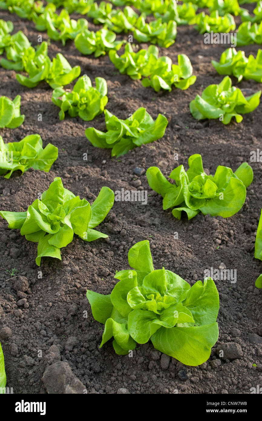 garden lettuce (Lactuca sativa), lettuce growing, Germany Stock Photo