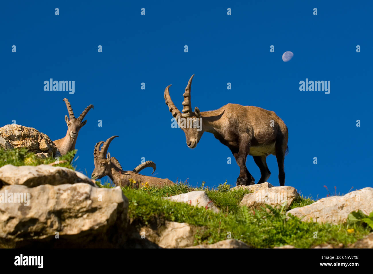 alpine ibex (Capra ibex), standing on a hill, half moon at the sky, Switzerland, Sankt Gallen, Chaeserrugg, Toggenburg Stock Photo
