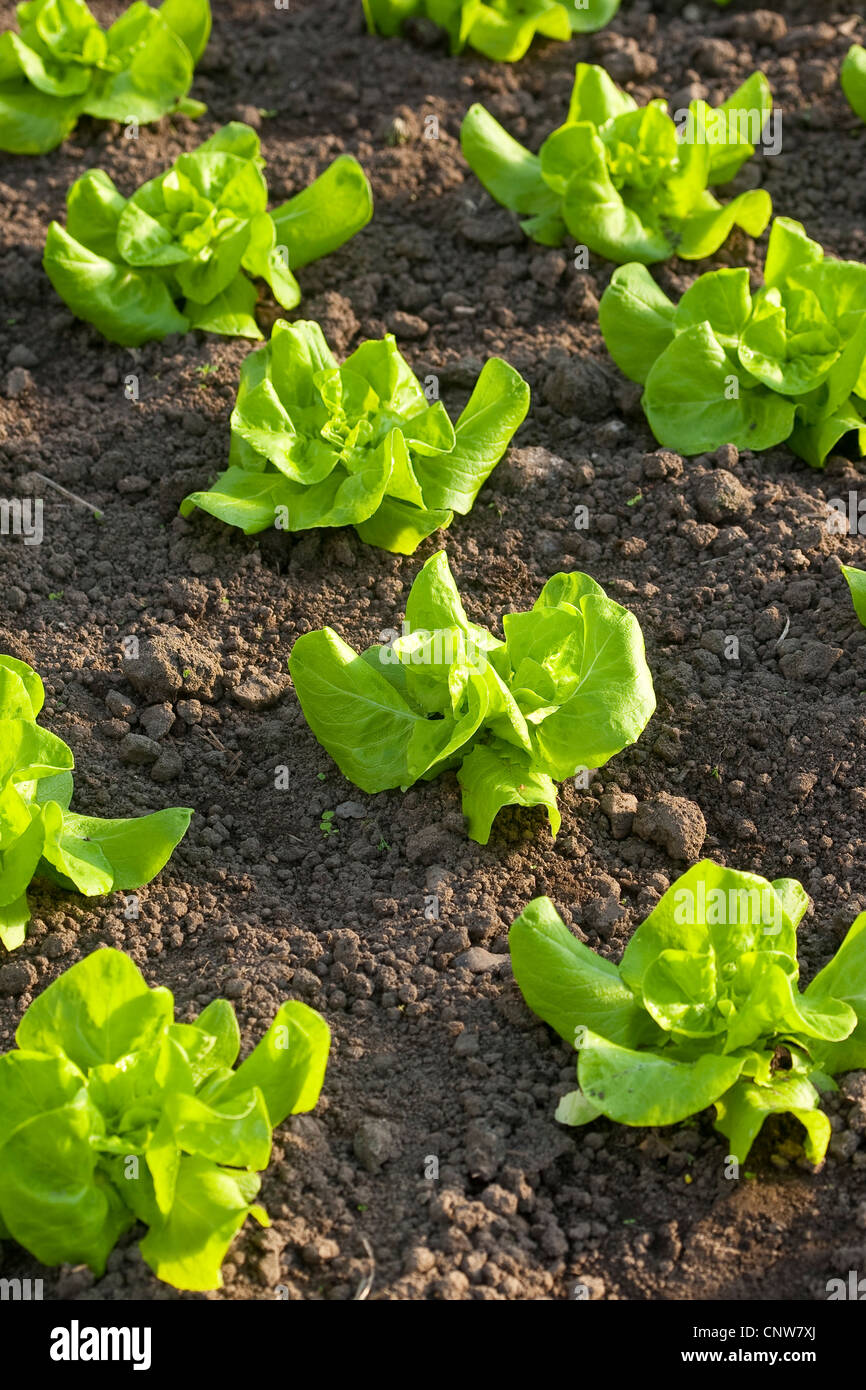 garden lettuce (Lactuca sativa), lettuce growing, Germany Stock Photo