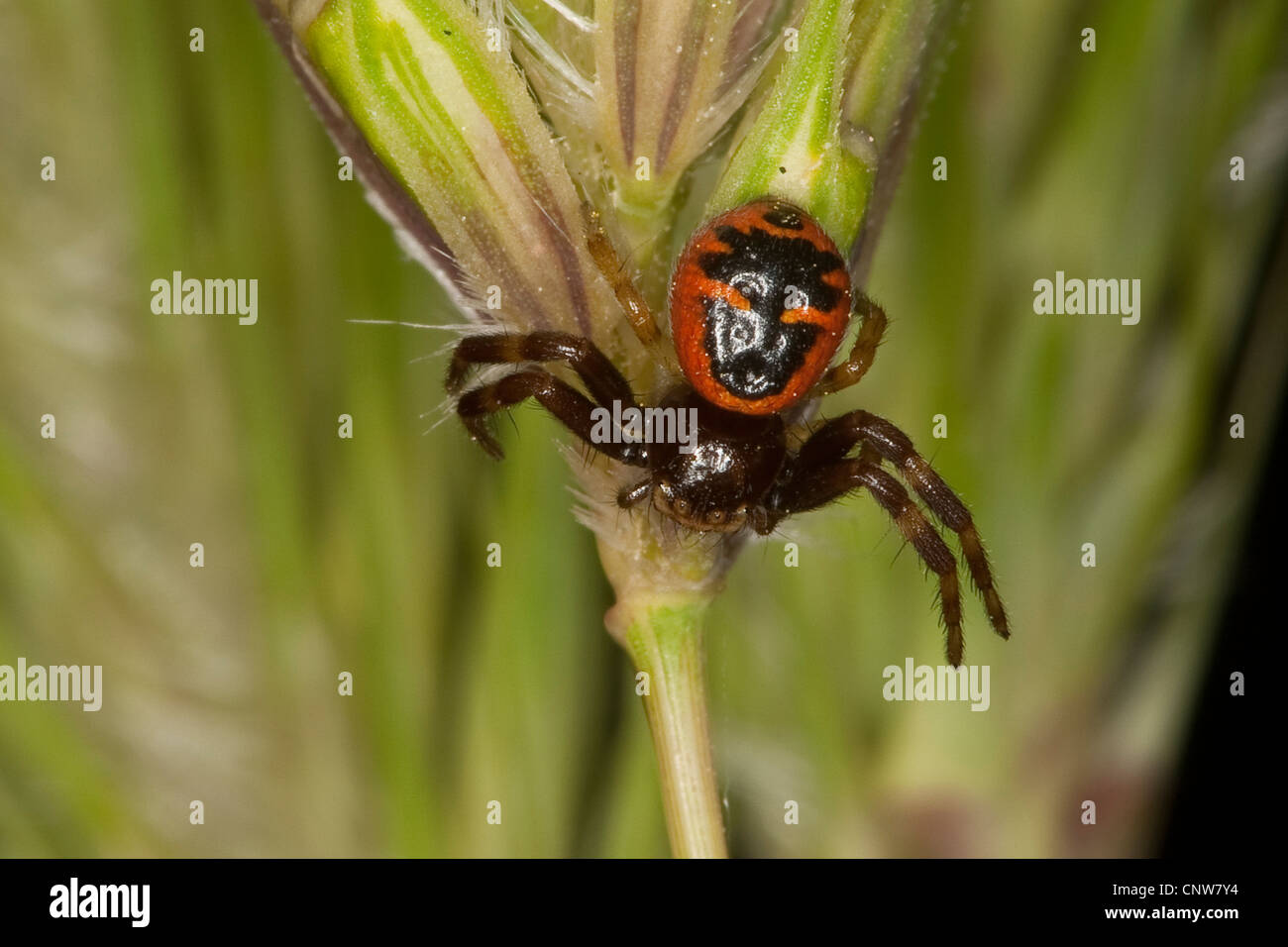 Crab Spider (Synema globosum, Synaema globosum), sitting at a grass ear, Germany Stock Photo