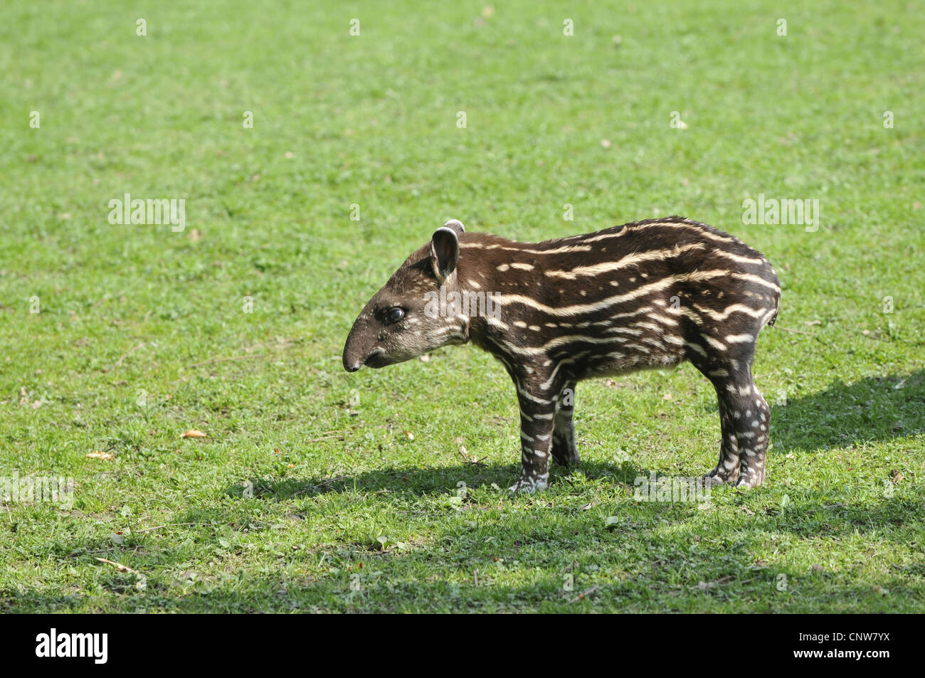 Brazilian tapir, South American tapir (Tapirus terrestris), young Brazilian tapir standing in a meadow Stock Photo