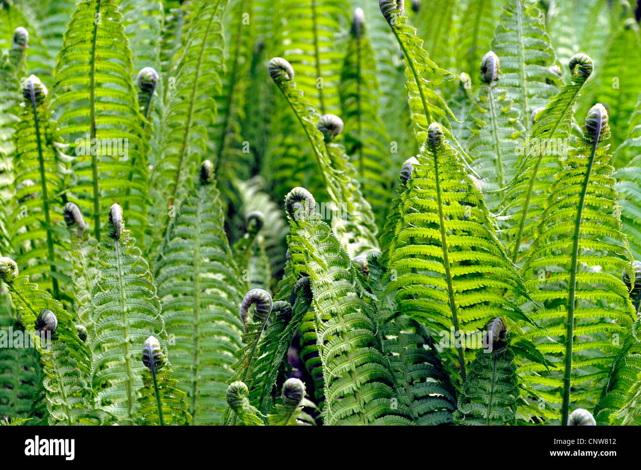 male-fern (Dryopteris filix-mas), developing leaves, Germany Stock Photo