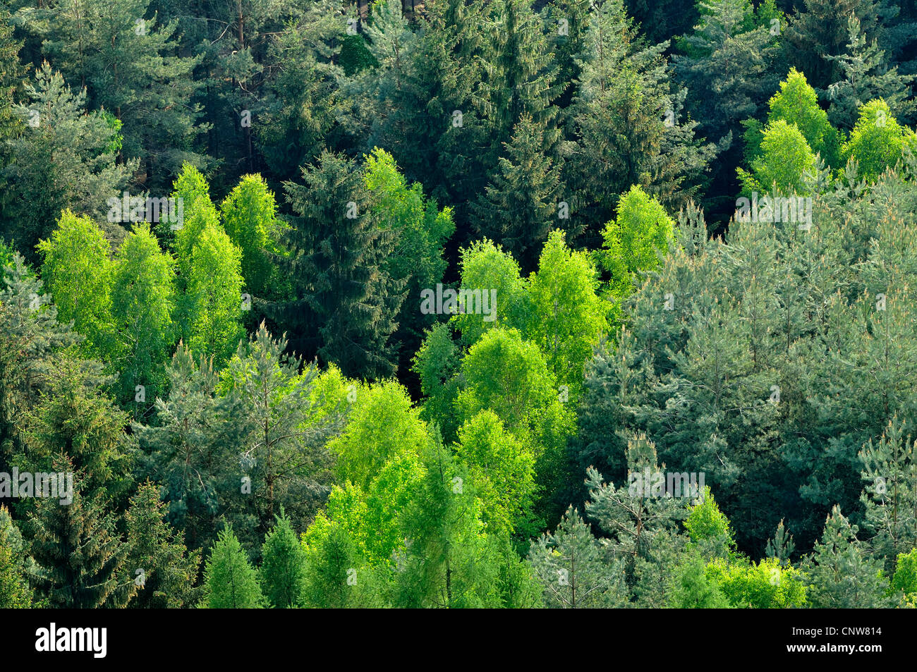 mixed forest in spring, Germany, Saxony, Saxon Switzerland National Park Stock Photo