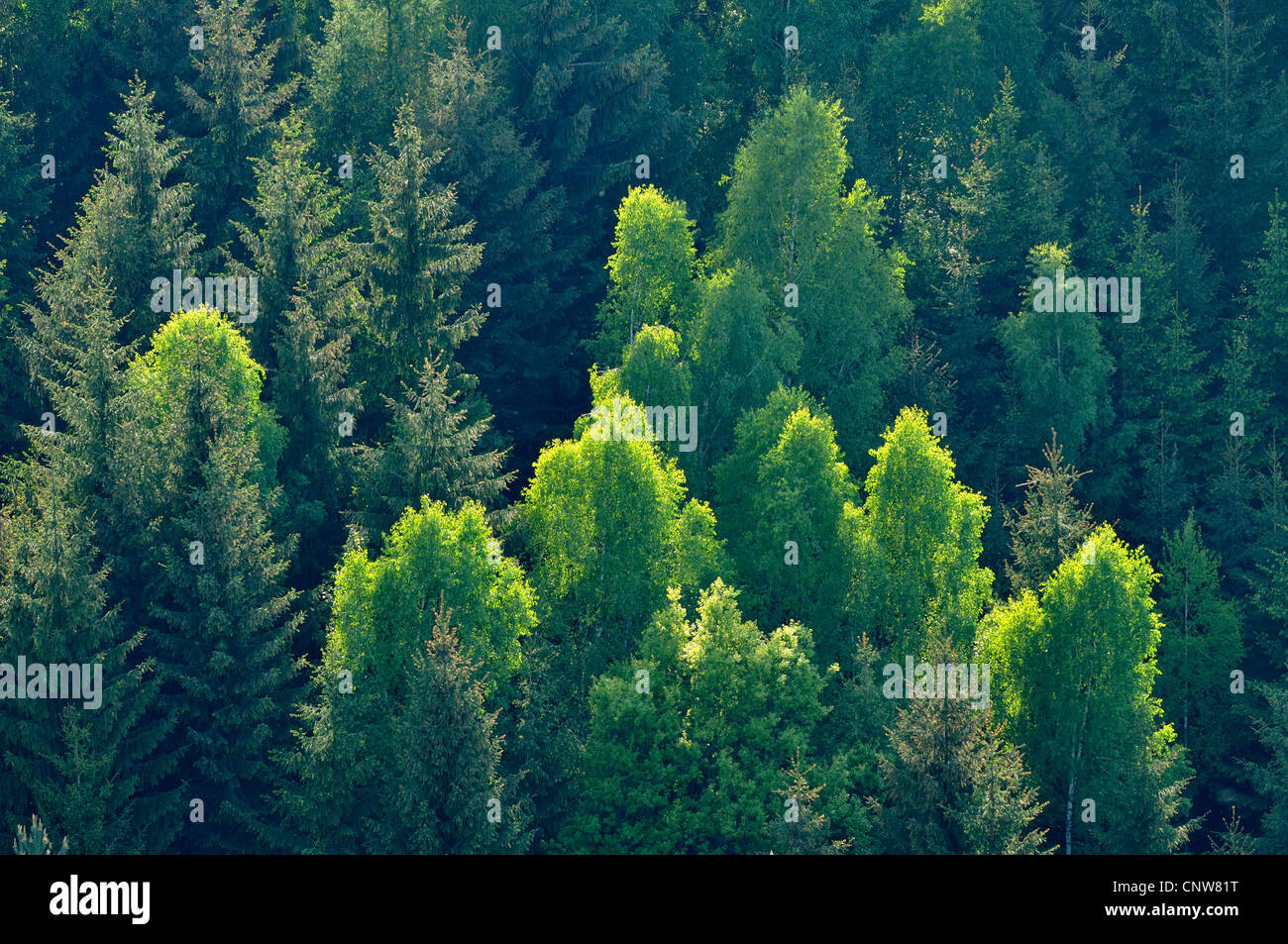 mixed forest in spring, Germany, Saxony, Saxon Switzerland National Park Stock Photo