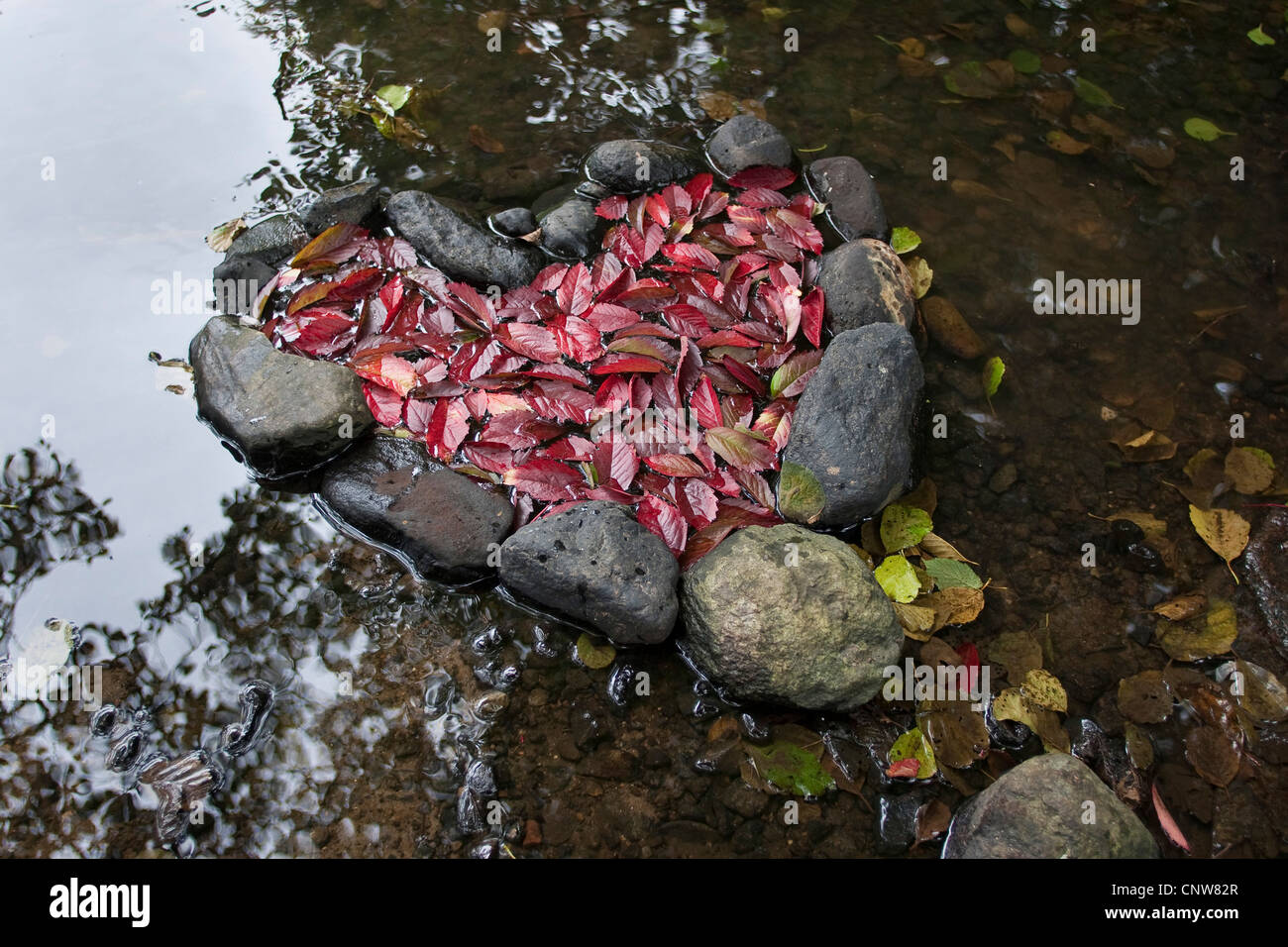 children have formed a heart with stones in a creek and filled it with red leaves, Germany Stock Photo