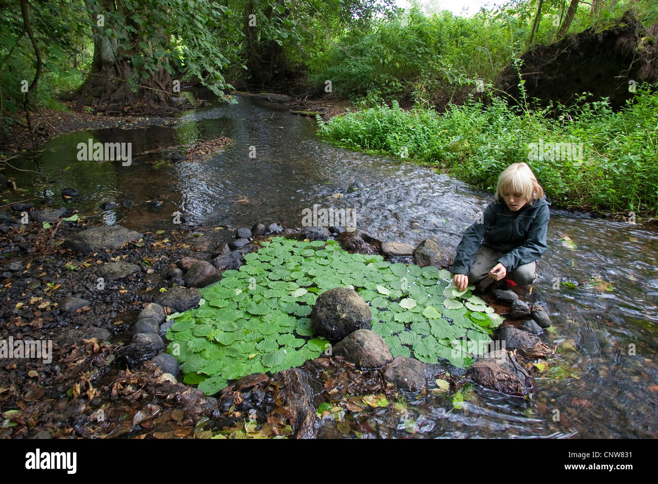 child have formed a heart with stones in a creek and filled it with green leaves, Germany Stock Photo