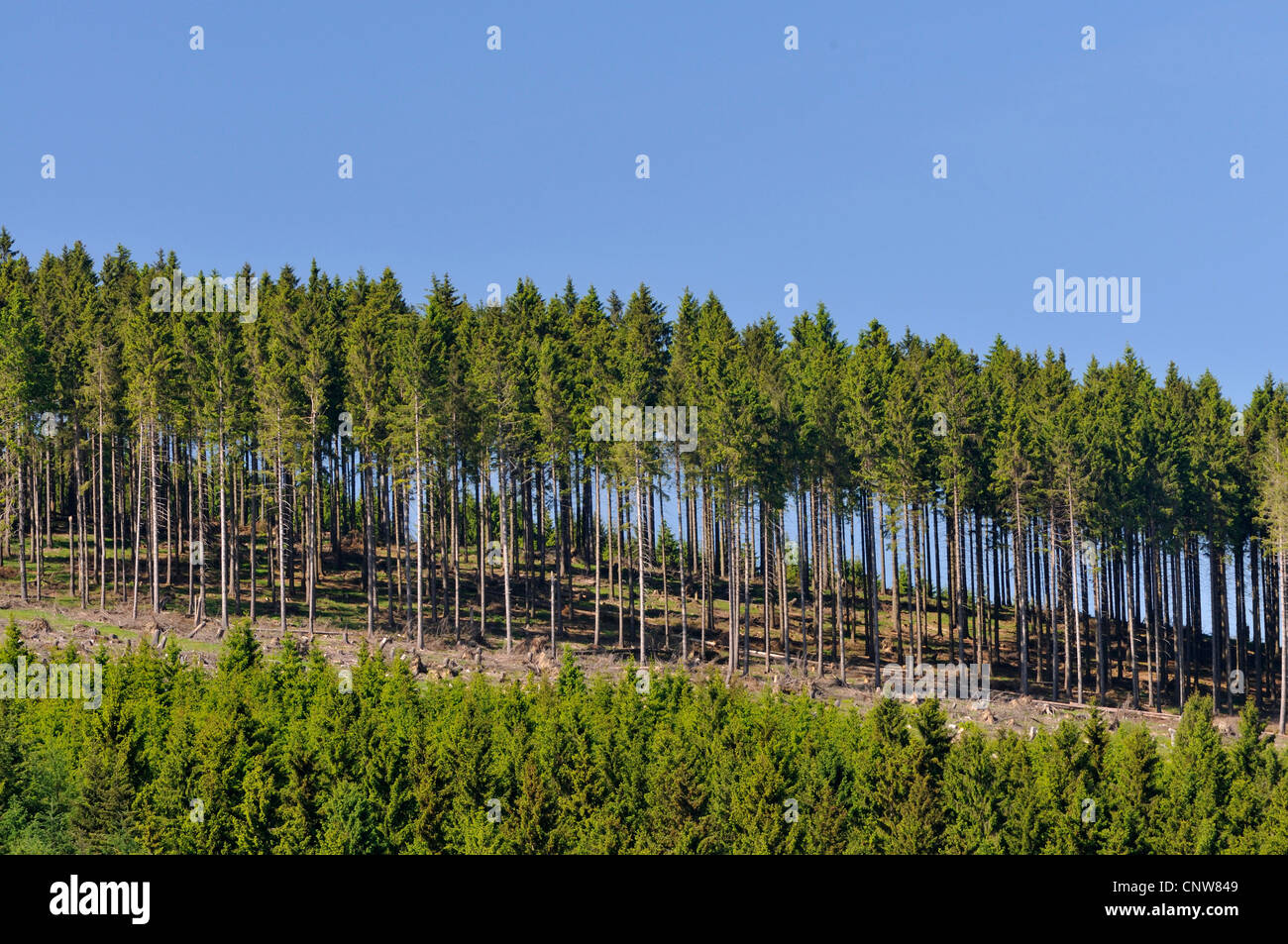 Norway spruce (Picea abies), spruce forest, Germany Stock Photo