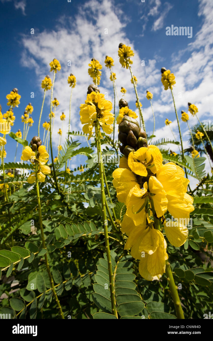 Popcorn Senna, Candle Bush, Golden Wonder (Cassia didymobotrya, Senna didymobotrya), inflorescences on a shrub Stock Photo