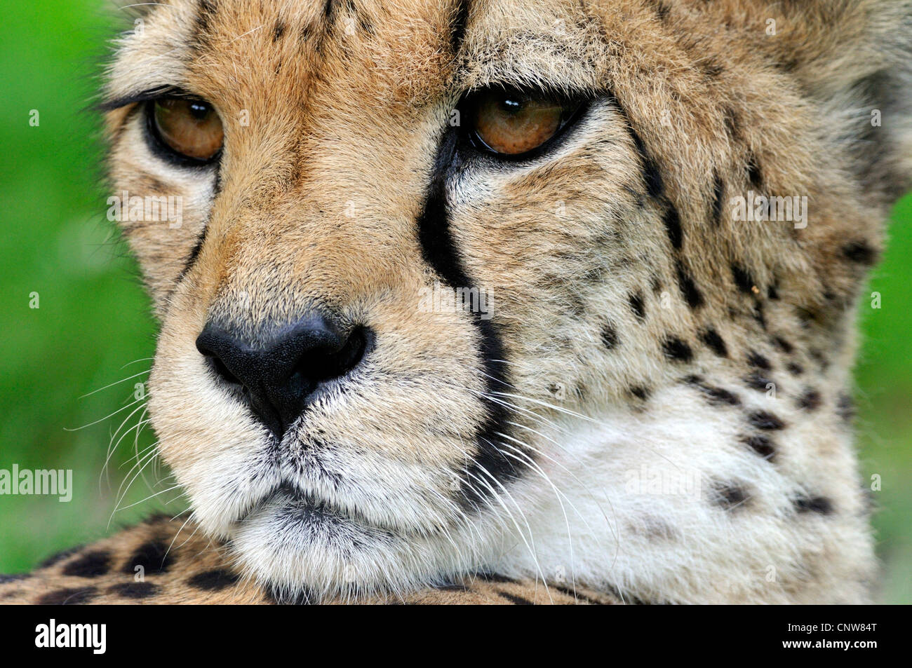 cheetah (Acinonyx jubatus), portrait Stock Photo