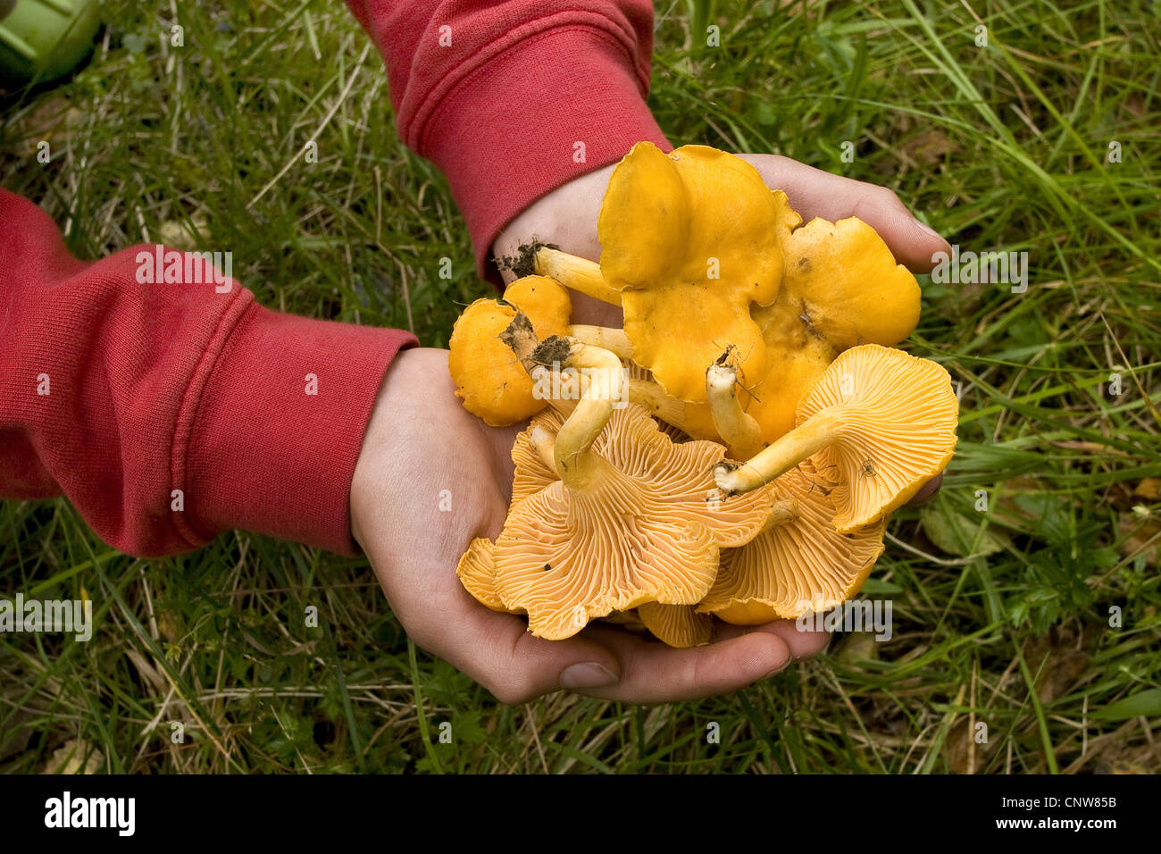 chanterelle (Cantharellus cibarius), in children's hands, Germany Stock Photo