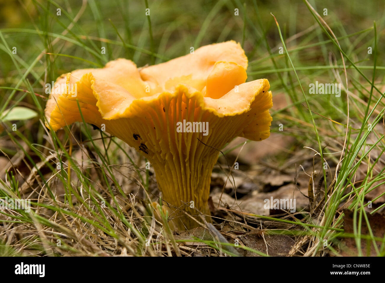 chanterelle (Cantharellus cibarius), in grass, Germany Stock Photo
