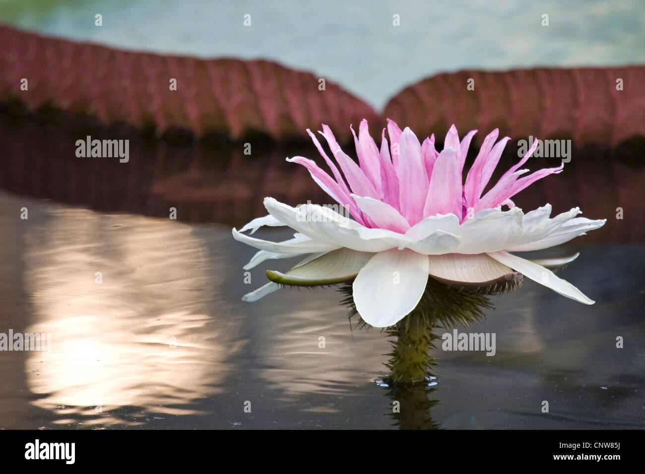 giant water lily, Amazon water lily (Victoria amazonica, Victoria regia