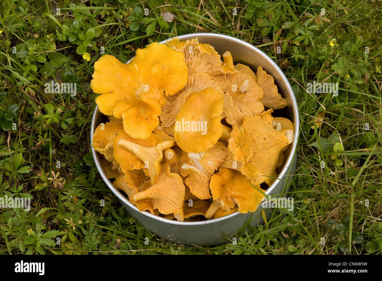 chanterelle (Cantharellus cibarius), collected chanterelles in a pot, Germany Stock Photo