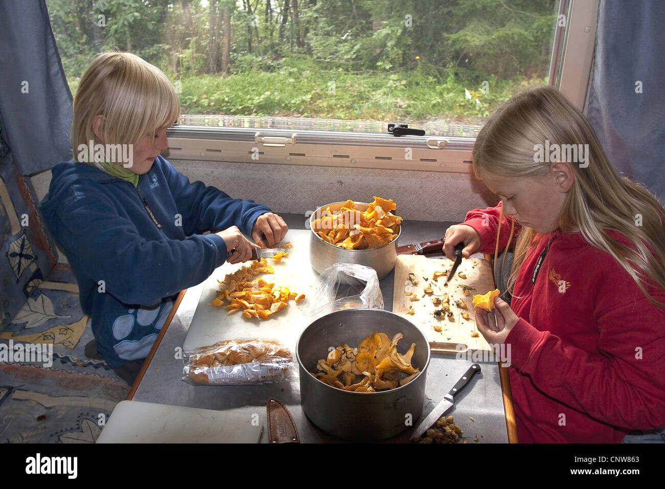 chanterelle (Cantharellus cibarius), children preparing collected chanterelles for a meal, Germany Stock Photo