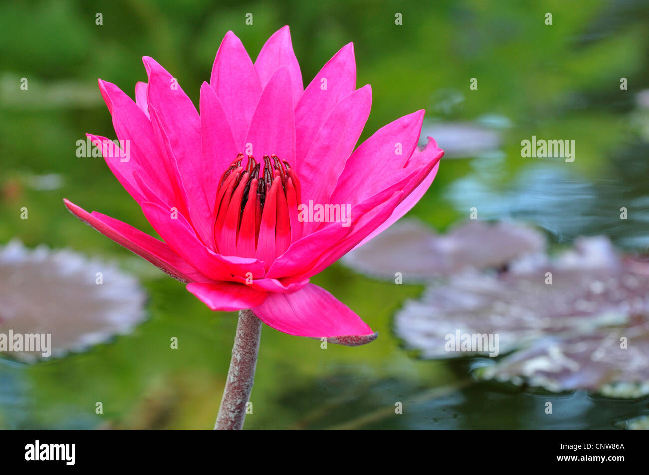 water lily, pond lily (Nymphaea spec.), pink water lily Stock Photo