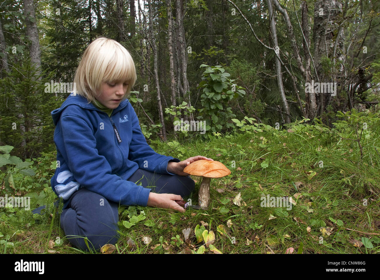 orange birch bolete (Leccinum versipelle, Leccinum testaceoscabrum), child cutting a mushroom, Germany Stock Photo