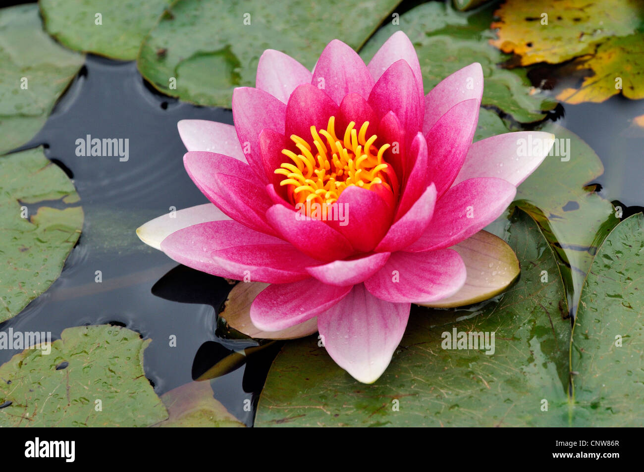 water lily, pond lily (Nymphaea spec.), res water lily Stock Photo