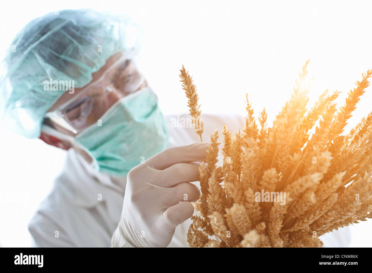Scientist examining stalks of wheat Stock Photo