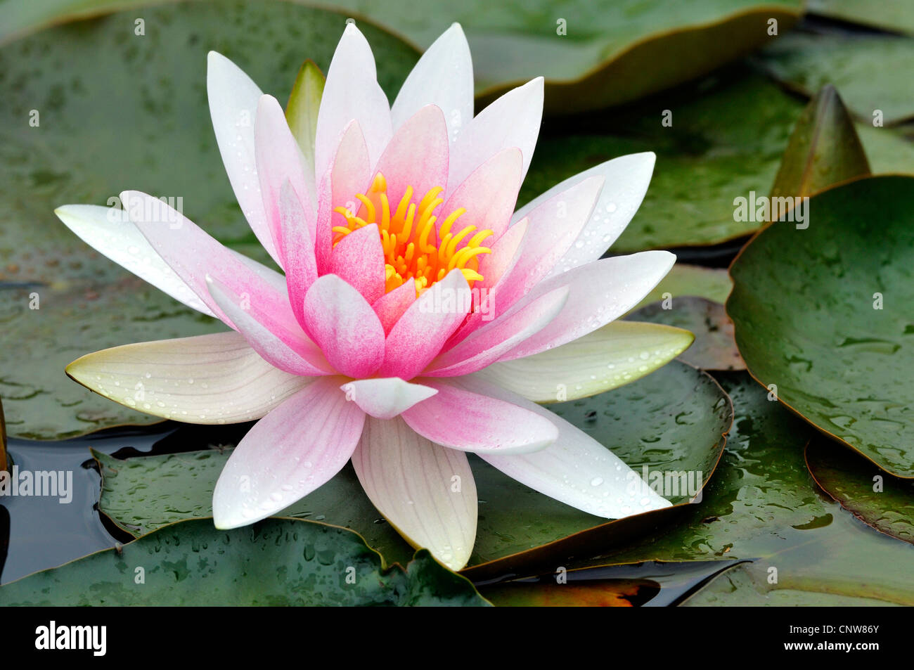 water lily, pond lily (Nymphaea spec.), res water lily Stock Photo