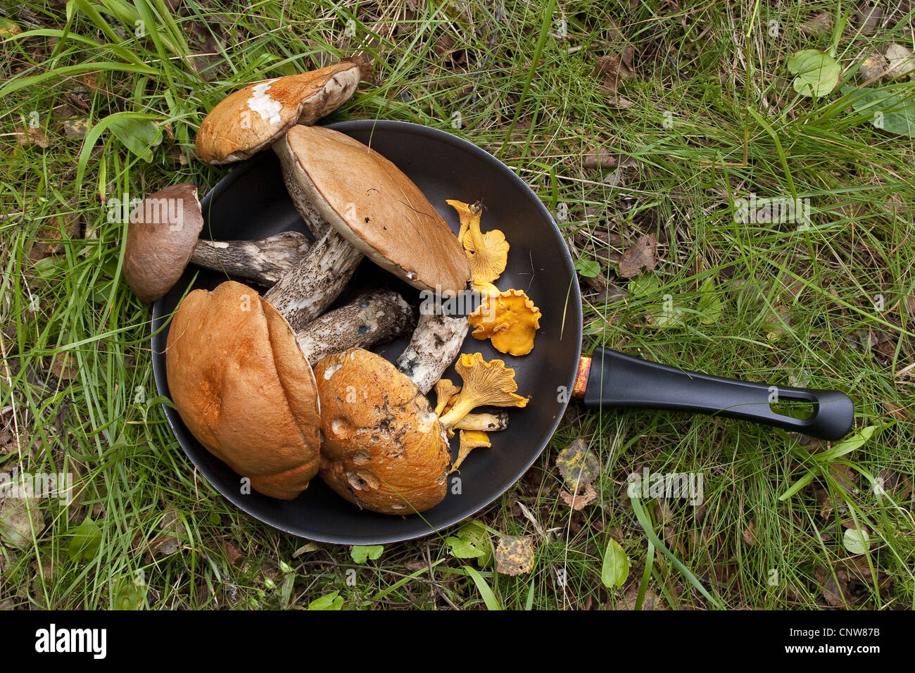 brown birch bolete (Leccinum scabrum), collected mushrooms in a pan, Germany Stock Photo