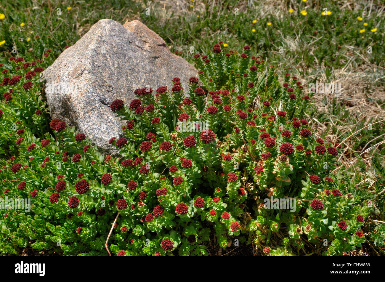 A patch of what might be King's Crown (Rhodiola integrifolia) at the 12,900-foot level of Mount Evans, Colorado Stock Photo