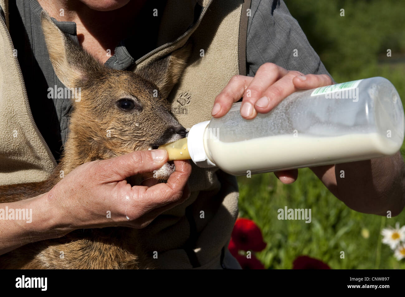 roe deer (Capreolus capreolus), a few days old orphaned fawn being fed with surrogate milk from a bottle by a woman, Germany Stock Photo