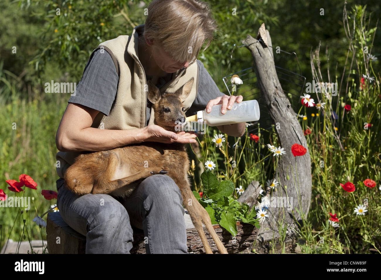 roe deer (Capreolus capreolus), a few days old orphaned fawn being fed with surrogate milk from a bottle by a woman, Germany Stock Photo