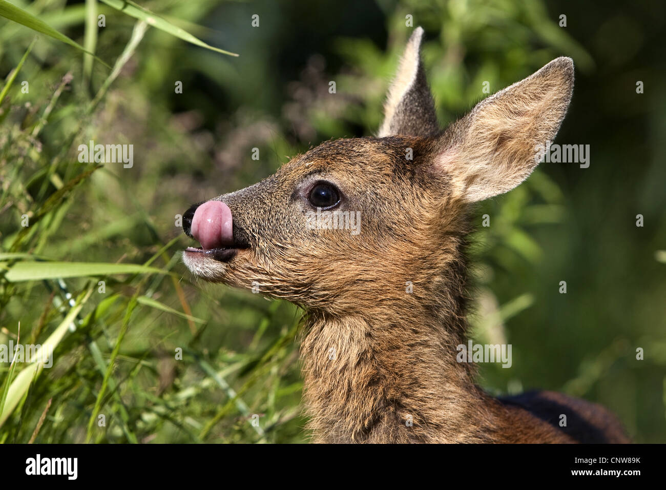 roe deer (Capreolus capreolus), fwan licking its mouth, Germany Stock Photo