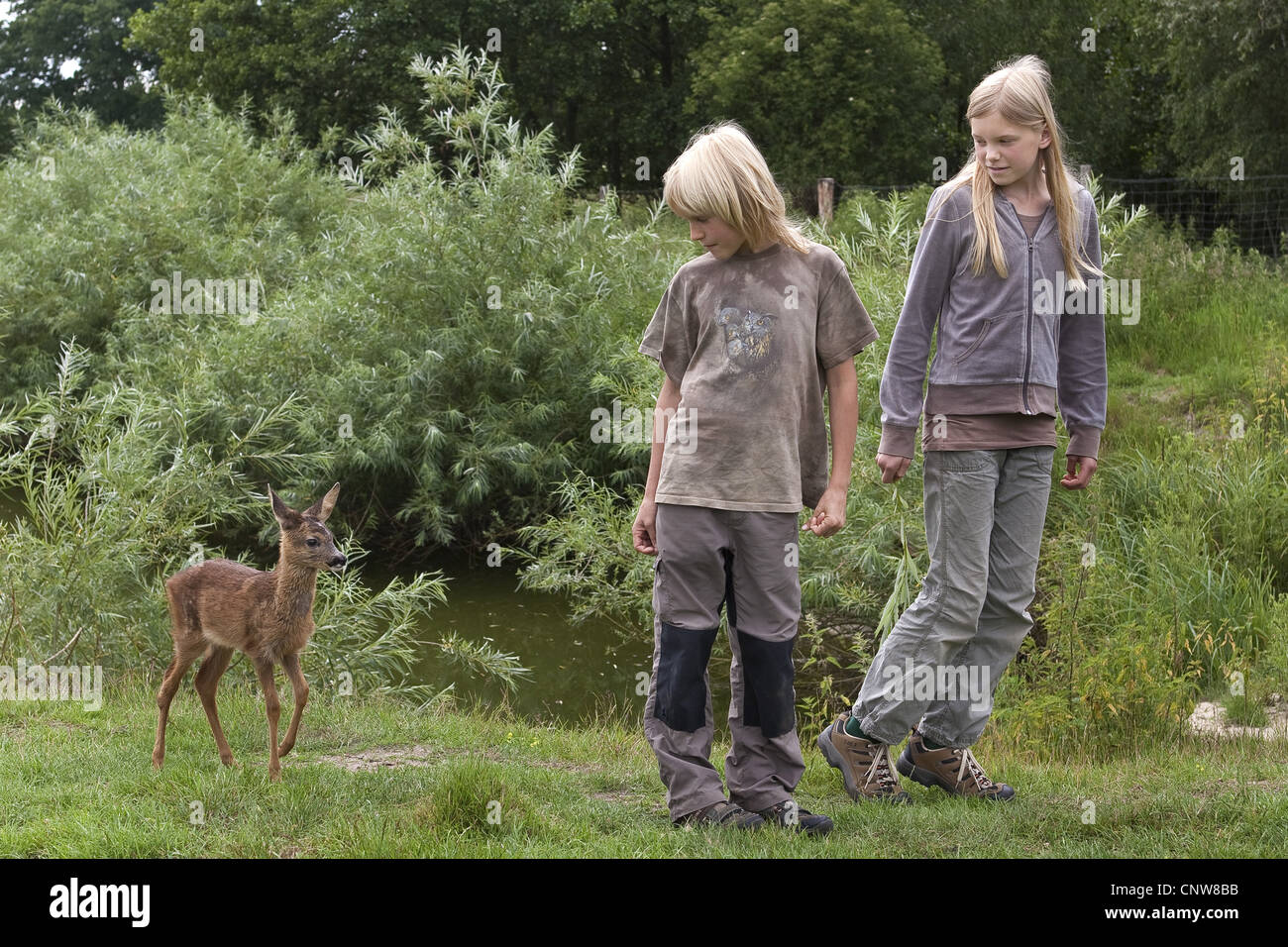 roe deer (Capreolus capreolus), fawn being raised by man is following two children at every turn, Germany Stock Photo
