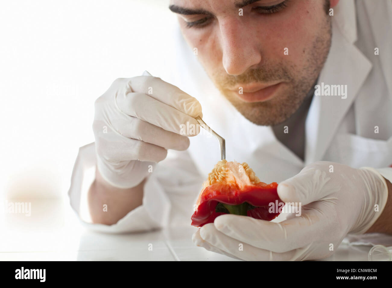 Scientist examining seeds of bell pepper Stock Photo