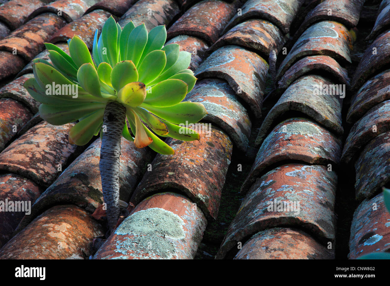 Aeonium (Aeonium spec.), growing on a roof of an abandoned house, Canary Islands, Gomera Stock Photo