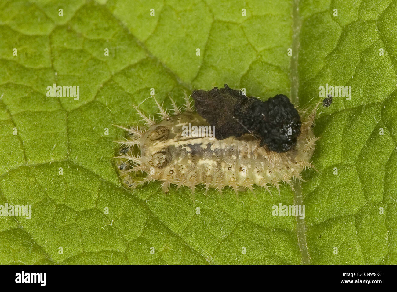 shield beetle (Cassida spec), camouflaged larva, Germany Stock Photo