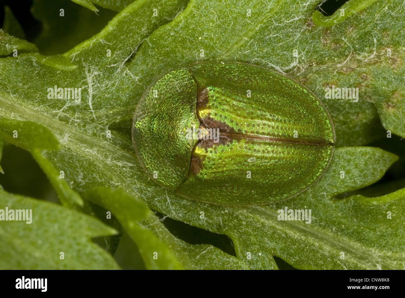 tortoise beetle, shield beetle (Cassida sanguinolenta), sitting on a leaf, Germany Stock Photo