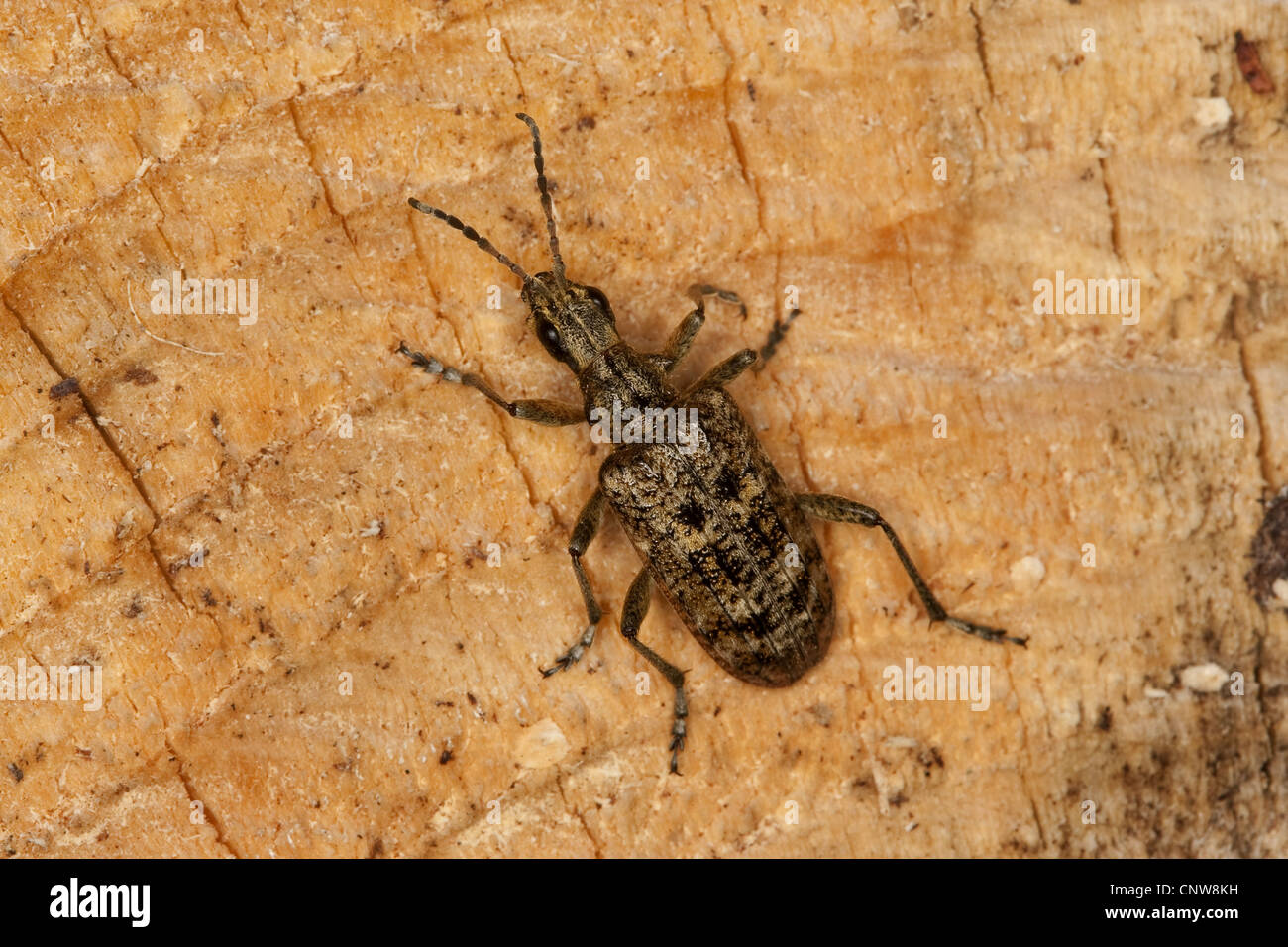Rhagium inquisitor (Rhagium inquisitor), sitting on wood, Germany Stock Photo