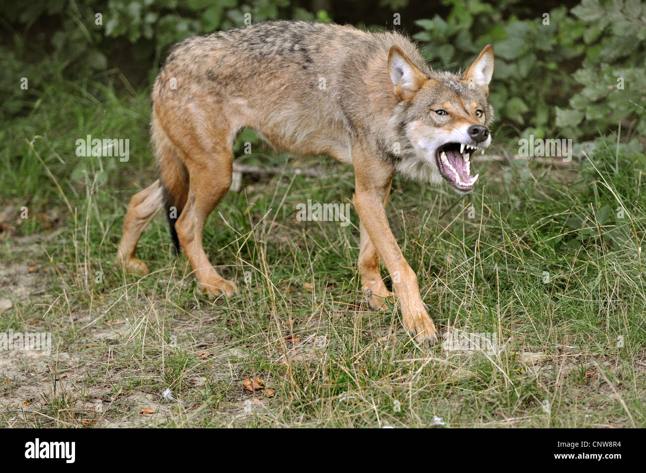 European gray wolf (Canis lupus lupus), threatening, Germany Stock Photo