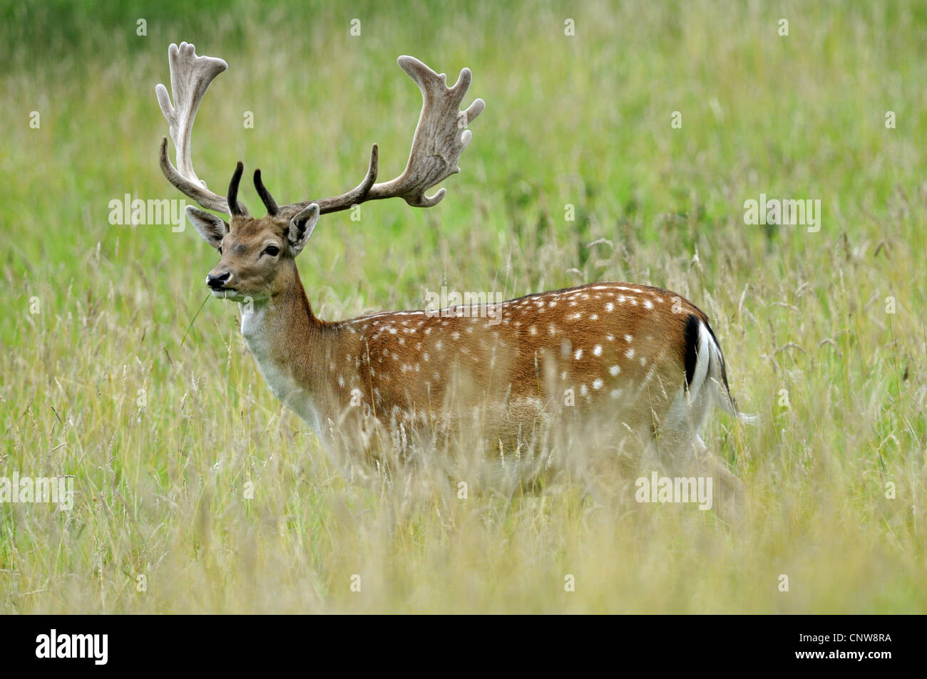 fallow deer (Dama dama, Cervus dama), fallow buck, Germany Stock Photo