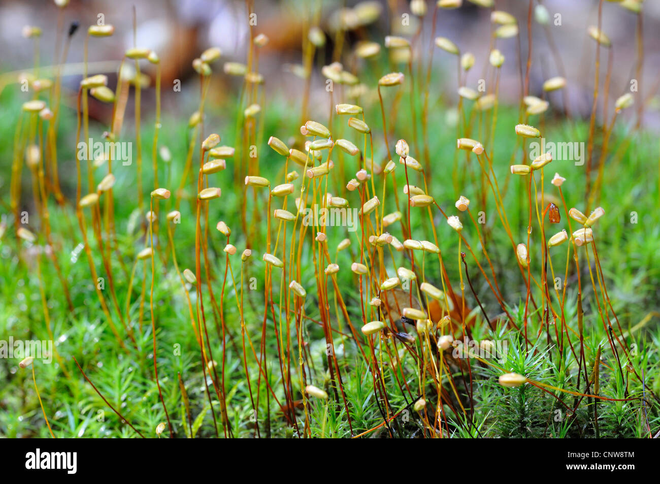 Hair cap moss (Polytrichum formosum), with capsules, Germany Stock Photo