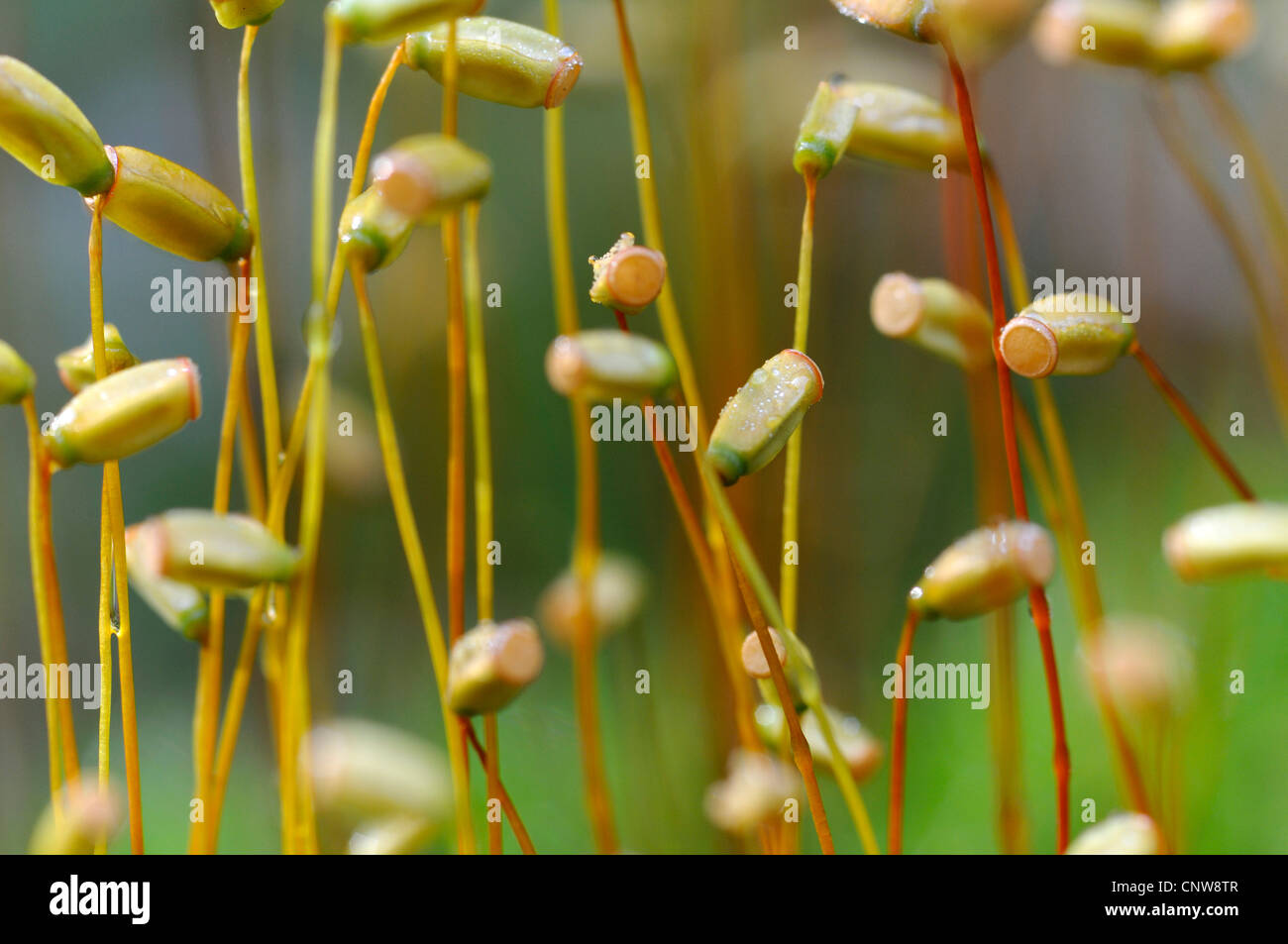Hair cap moss (Polytrichum formosum), capsules, Germany Stock Photo