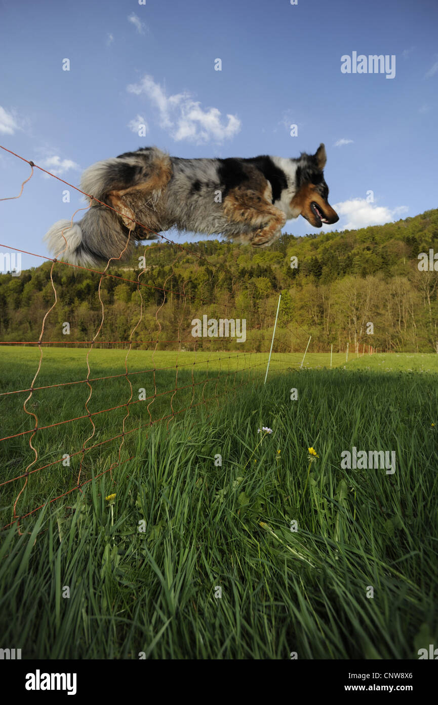 Dog jump fence hires stock photography and images Alamy