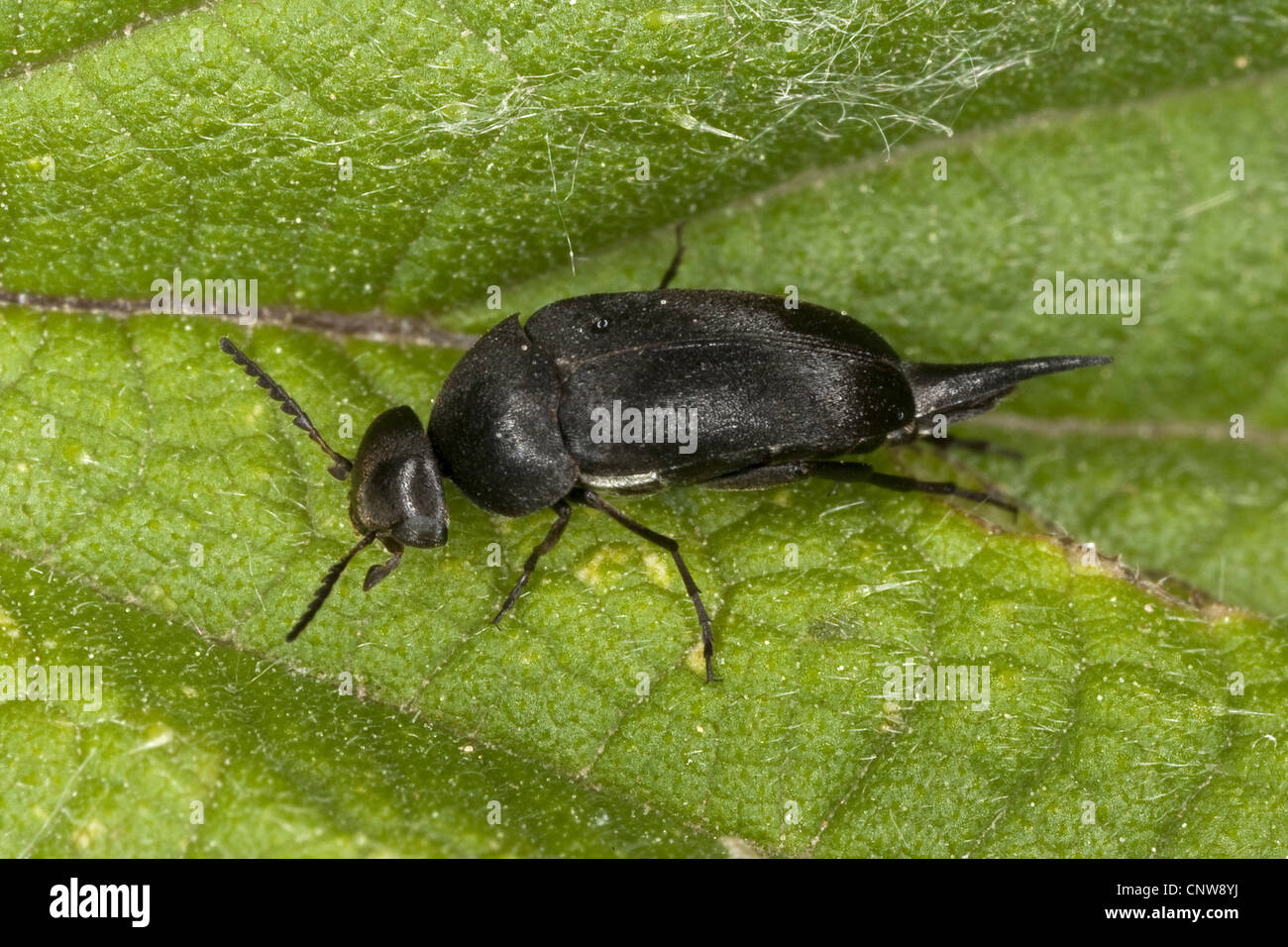 tumbling flower beetles (Mordella spec.), sitting on a leaf, Germany Stock Photo