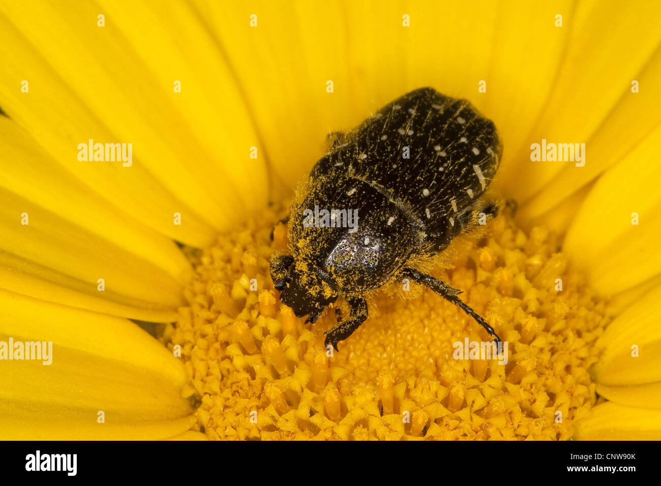 Trauer-Rosenkaefer (Oxythyrea funesta), on a flower of a daisy Stock Photo
