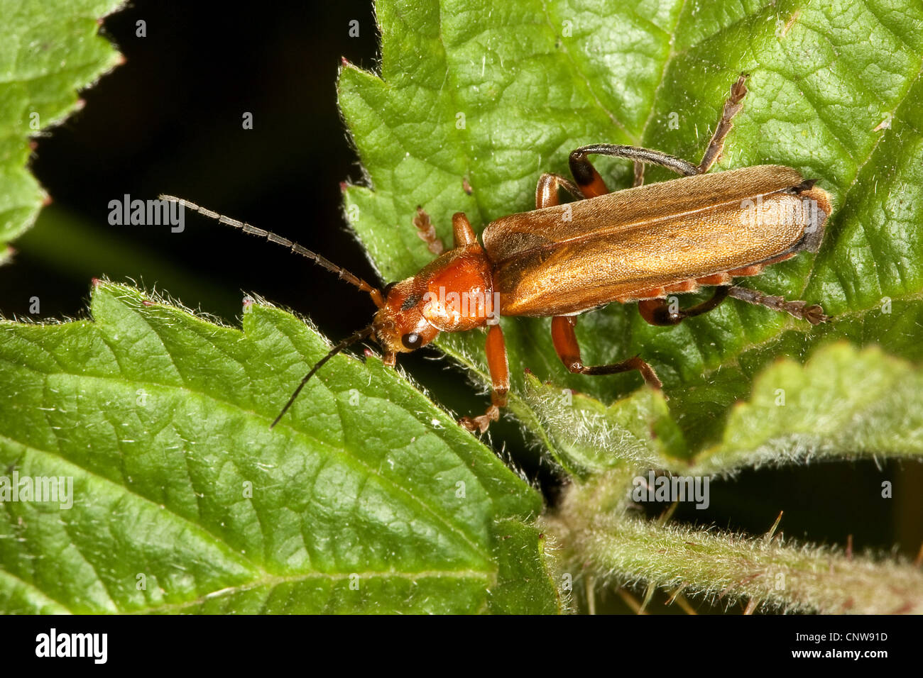 variable cantharid, variable soldier beetle (Cantharis livida), variation with light wings, Germany Stock Photo